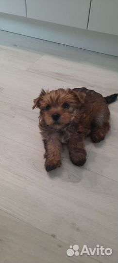 Йоркширский терьер щенки