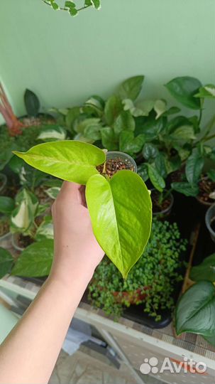 Комнатные растения