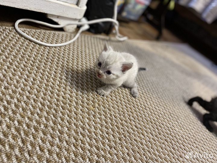 Котята без породы