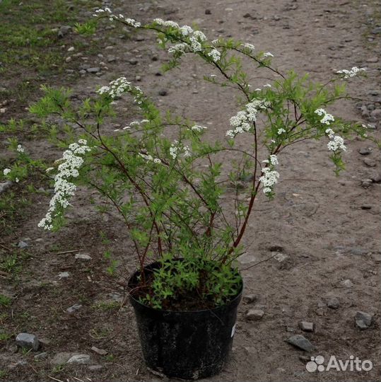 Спирея серая грефшейм черенки