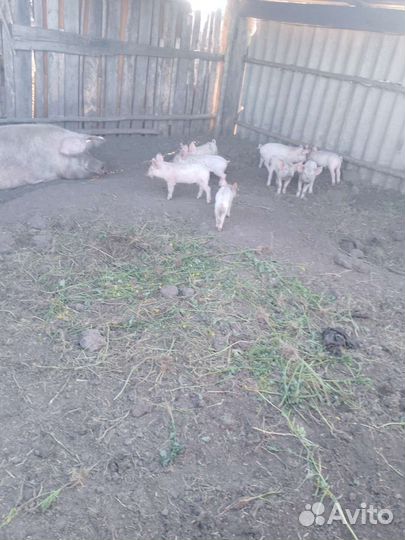 Поросята ландрас