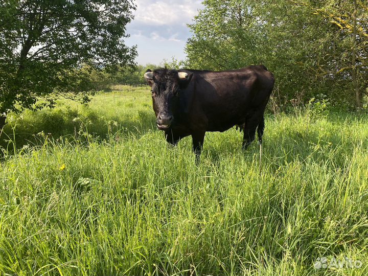 Корова дойная