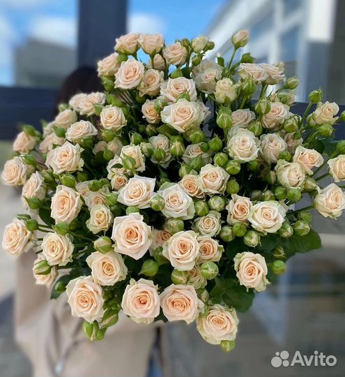 Саженцы спрей розы Таня и Флешинг