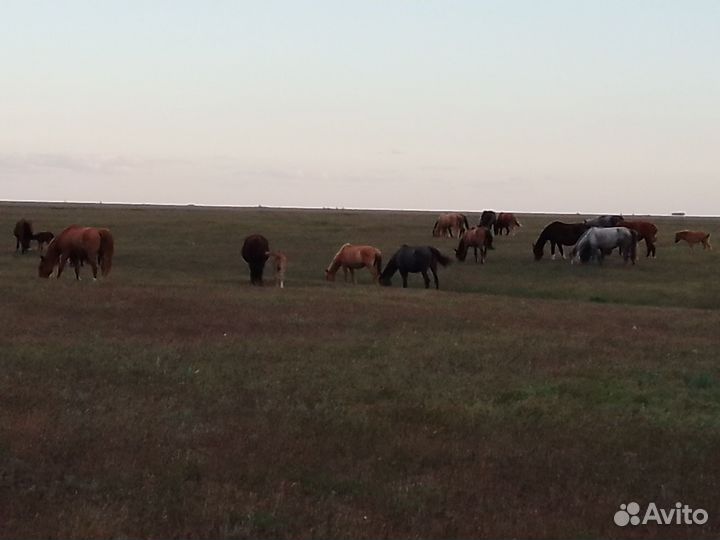 Лошади, жеребята