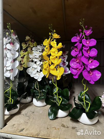 Дерево бонсай