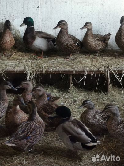 Подсадные утки