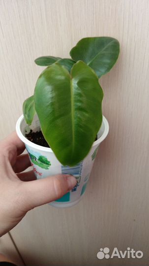 Алоэ, филодендрон, мандарин, фикус