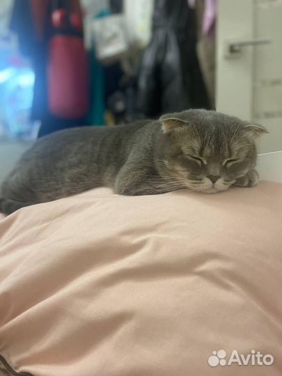 Шатланская вислоухая кошка