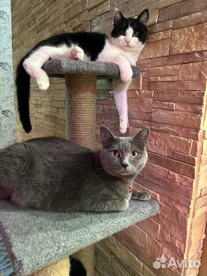Кошки