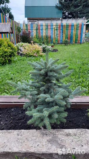 Голубая и зелёная ель продажа