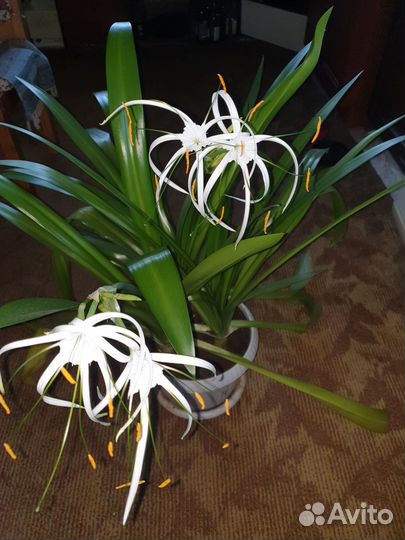 Гименокаллис белый (паучья лилия)