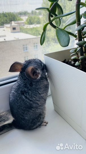 Шиншилла