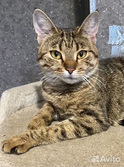 Люся из приюта ищет дом