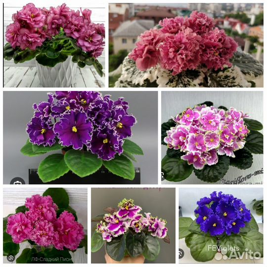 Листики сортовых фиалок