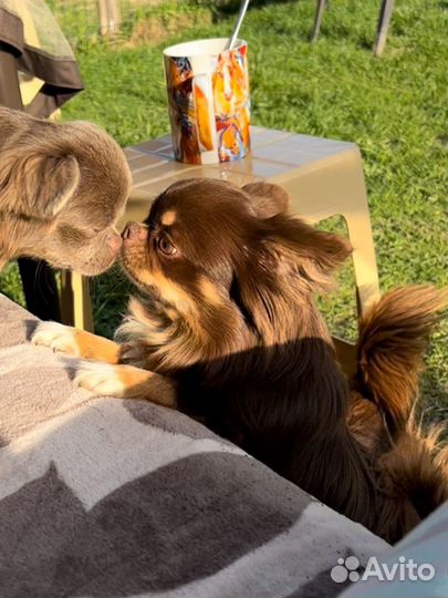 Вязка чихуахуа