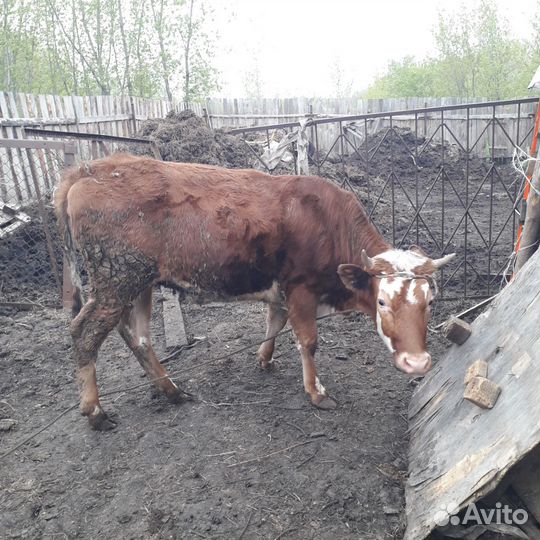 Продам телку