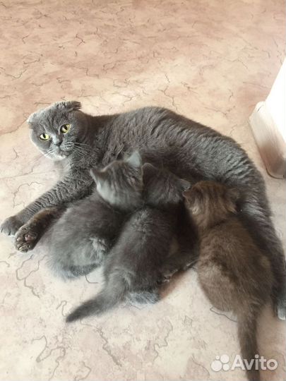 Котята британец шотландцы