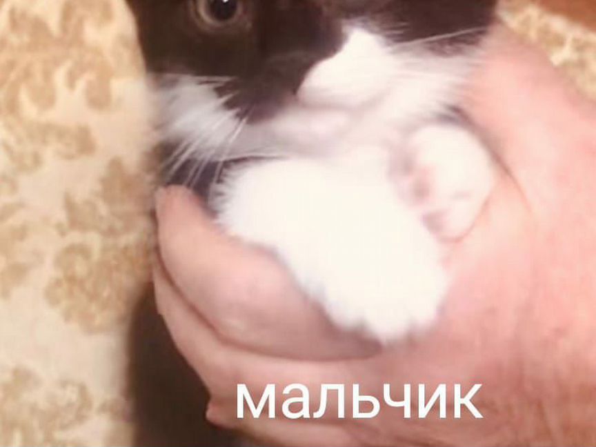 Котенок Марик