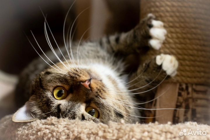 Отдам котика в добрые руки