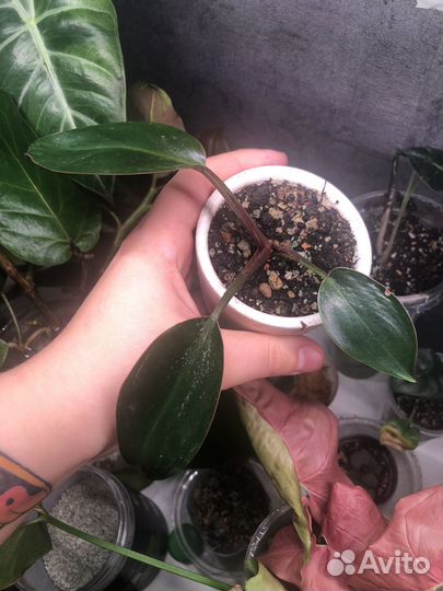 Филодендрон биркин вайт