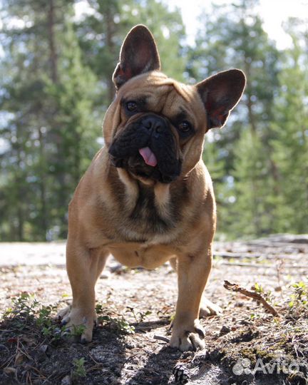 Французский бульдог кабель вязка