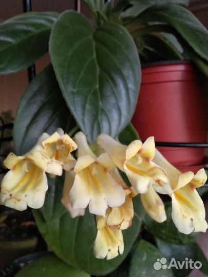 Примулина-хирита