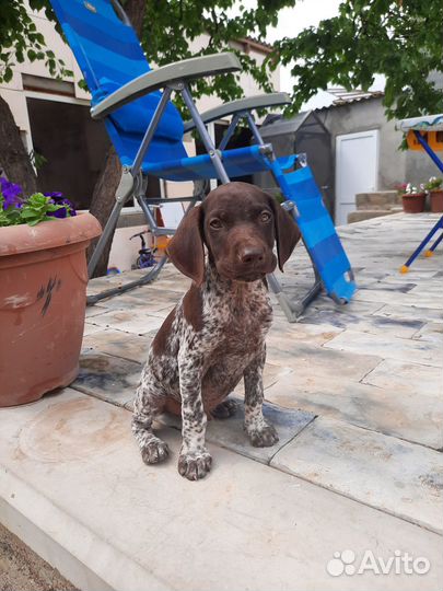 Щенки курцхаара