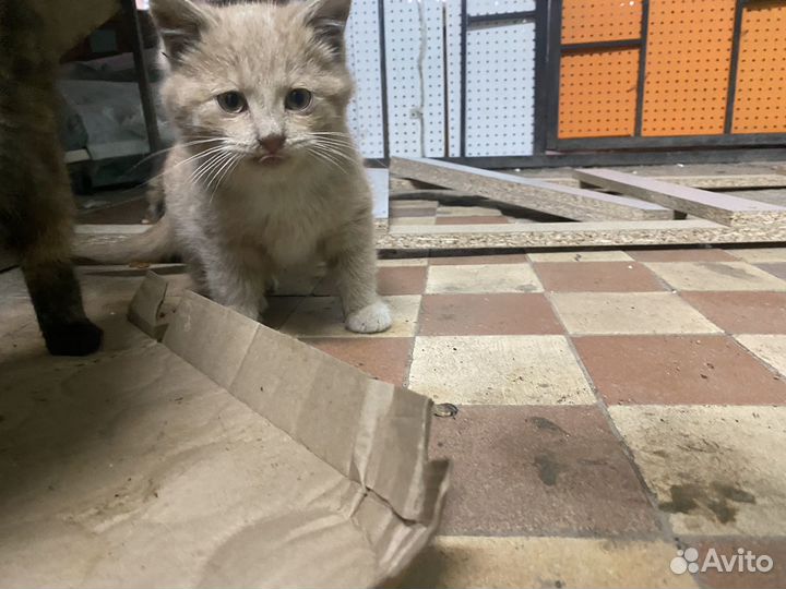 Котята в добрые руки