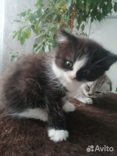 Шотландская вислоухая