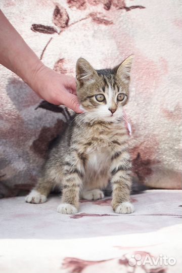 Котята в добрые руки мальчик