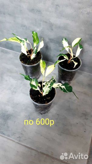 Фикус керли,почта