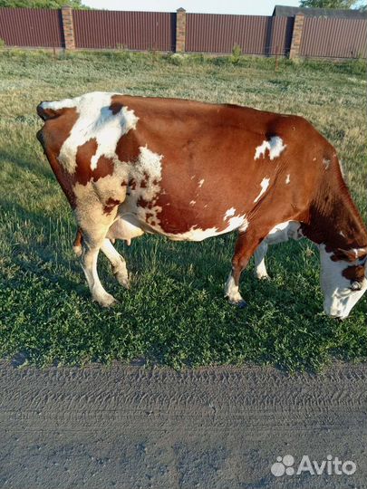 Продам коров