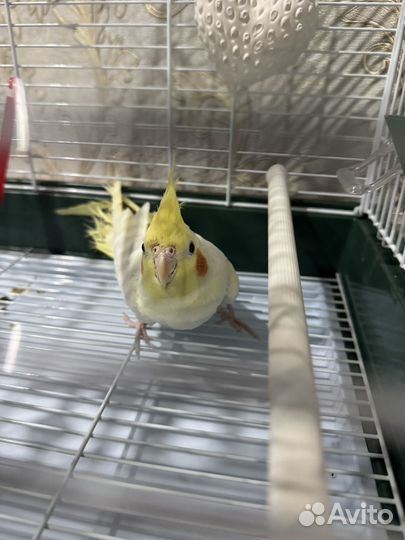 Попугай корелла с клеткой