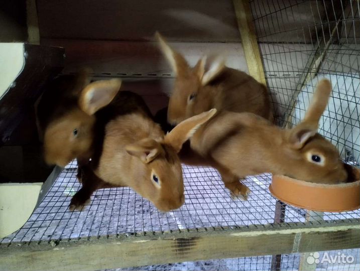 Кролики нзк