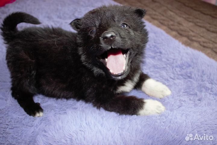 Щенки в добрые руки