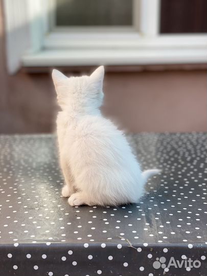 Отдам котёнка бесплатно
