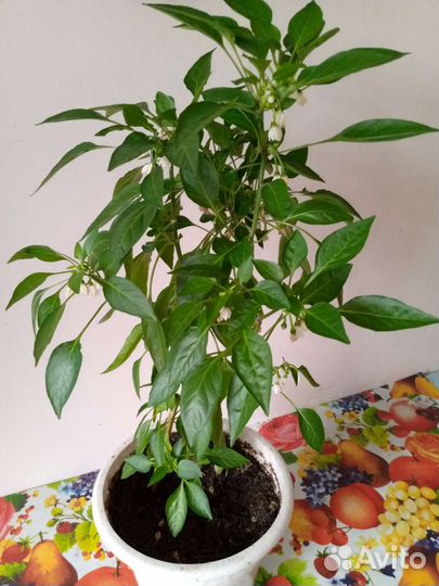 Перчик горький