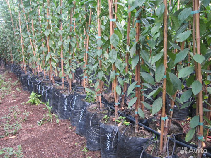 Саженцы плодовых деревьев с зкс