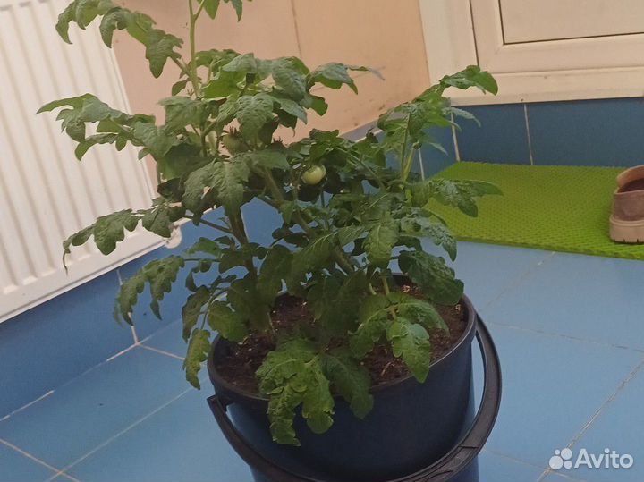 Карликовые помидоры