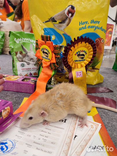 Крыса дамбо рекс