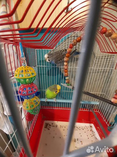 Волнистые попугаи с клеткой