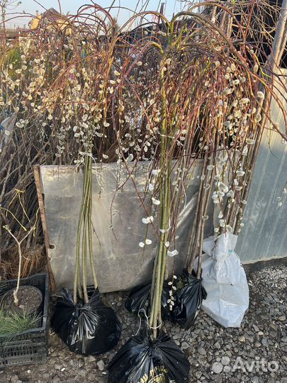 Деревья на штамбе