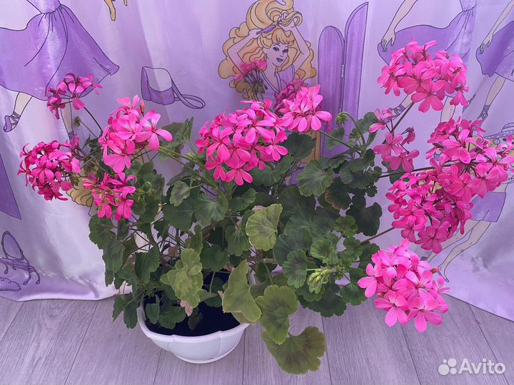Герань