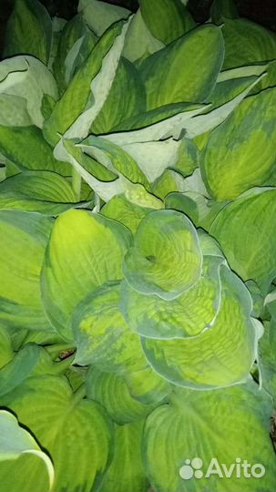 Хоста растение