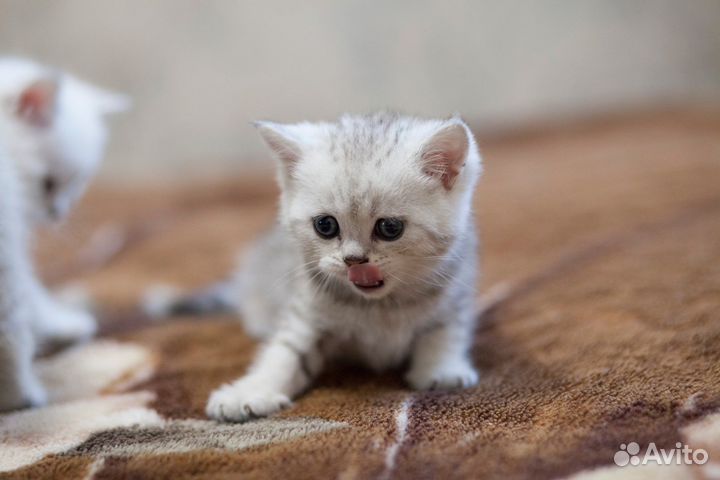 Шотландские котята вискас серебристая шиншилла блю