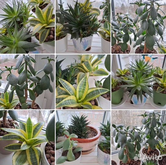 Сансевиерия, алоэ, хавортия, толстянка