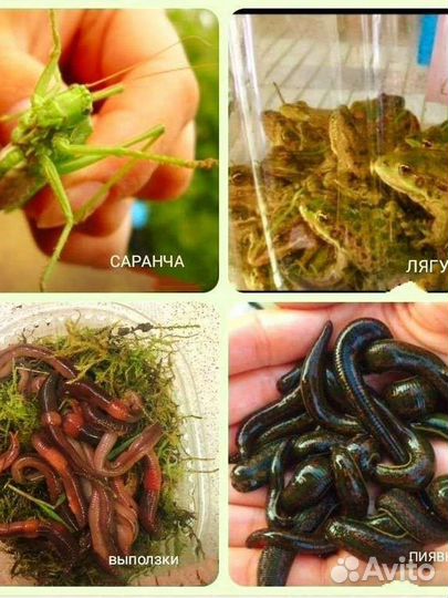 Наживки:Пиявки,Лягушата,Выползки,Саранча,Черви