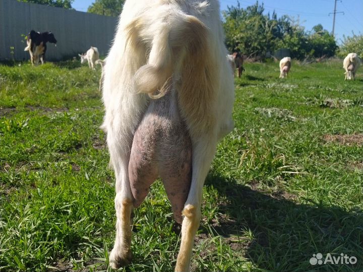 Породистые дойные козы, козлята 2 суток