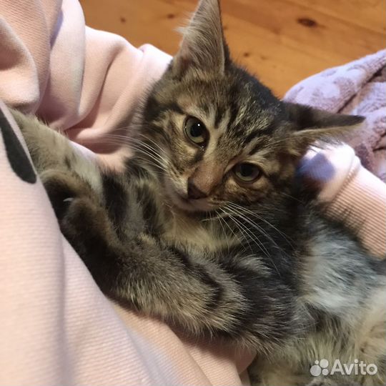 Котенок в дар