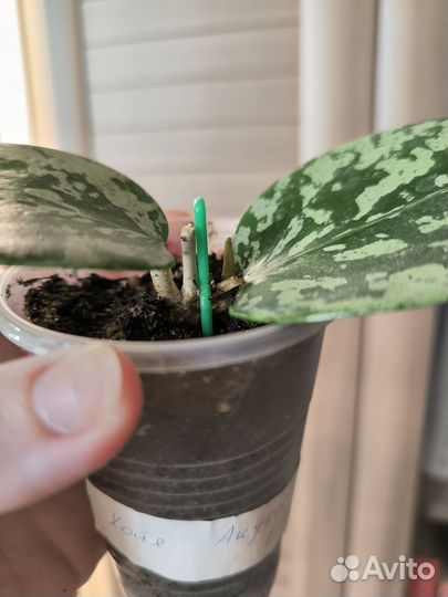 Хойя Акута EPS-997